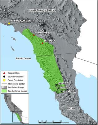 Taking the Leap: A Binational Translocation Effort to Close the 420-Km Gap in the Baja California Lineage of the California Red-Legged Frog (Rana draytonii)